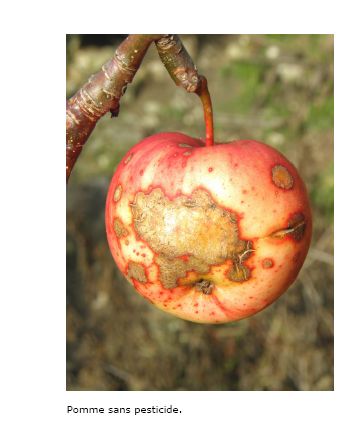 Pomme sans pesticide.