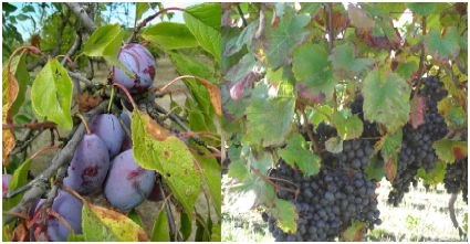prunes raisins